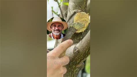 Простой рецепт садового вара. - YouTube