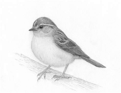 Drawings In Pencil Of Birds
