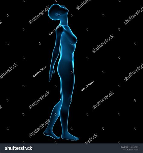 Holographic X Ray Naked Woman Mannequin Stock Illustration Shutterstock