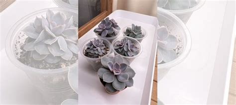 Суккуленты купить в Томске | Товары для дома и дачи | Авито