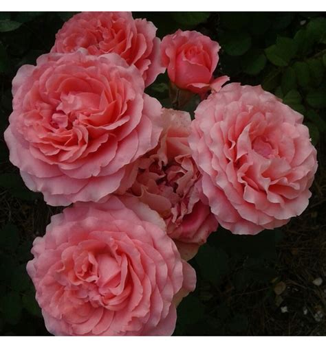 Корал Желе (Corail gelee) НОВИНКА - семейный питомник Меховских