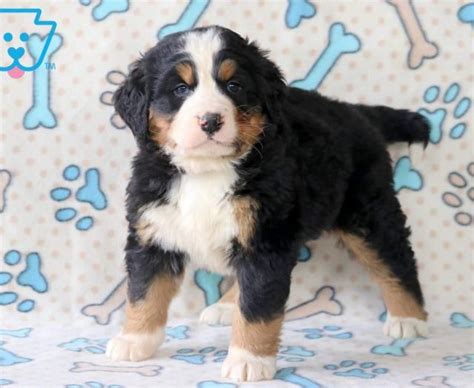 Bernese Mountain Dog Puppies For Sale | Puppy Adoption | Keystone Puppies