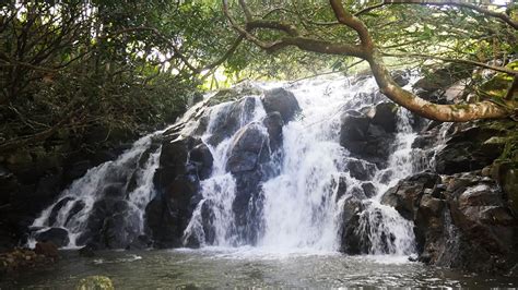 La Citronelle La Vallee Des Couleurs Mauritius Feed The Lion