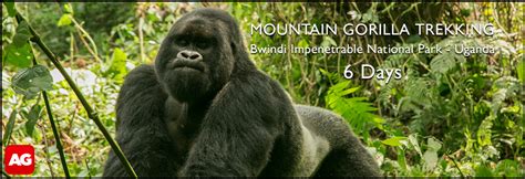 Unravelling The Elaborate Sex Lives Of Spotted Hyenas Africa Geographic