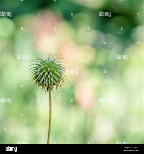 Burr Like Seed Head Hi Res Stock Photography And Images Alamy