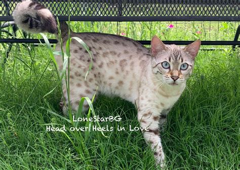 Home - Lone Star Bengal Cats & Kittens