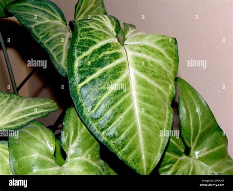 arrowhead vine (Syngonium podophyllum) plants Stock Photo - Alamy