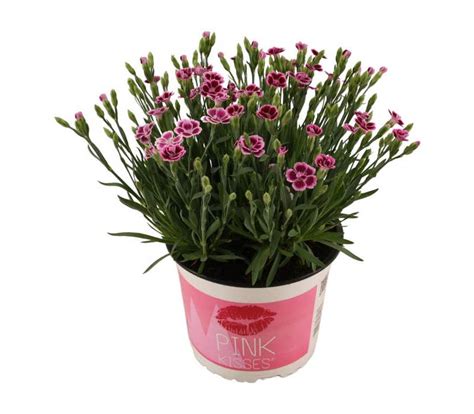 Dianthus Pink Kisses | Green Solutions