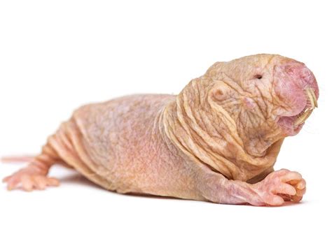 The Bizarre Rodent With Super Powers University Of Cambridge Lays Bare The Secrets Of The Naked