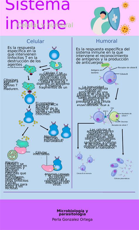 Inmunidad Infografia Sobre El Proceso De La Respuesta Inmune Humoral