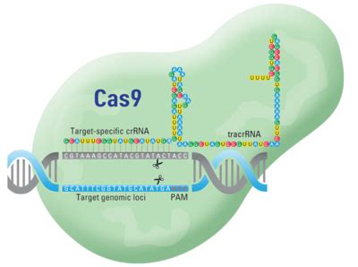 重组CRISPR Cas9蛋白 Recombinant CRISPR Cas9 protein 重组CRISPR Cas9蛋白