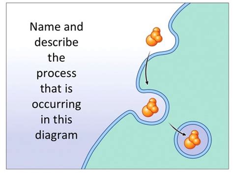 The Plasma Membrane Flashcards Quizlet