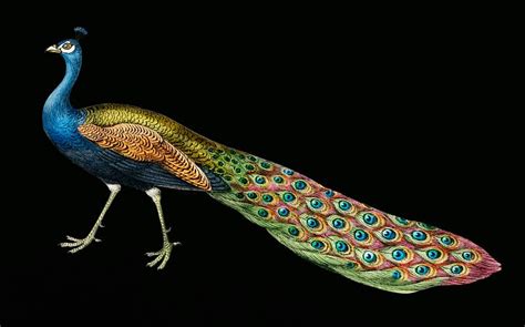 collection   beetles   history   earth  animated