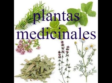 EL PODER CURATIVO DE LAS PLANTAS YouTube