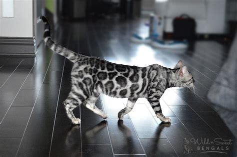 Silver Blue Bengal Cat Noredjay