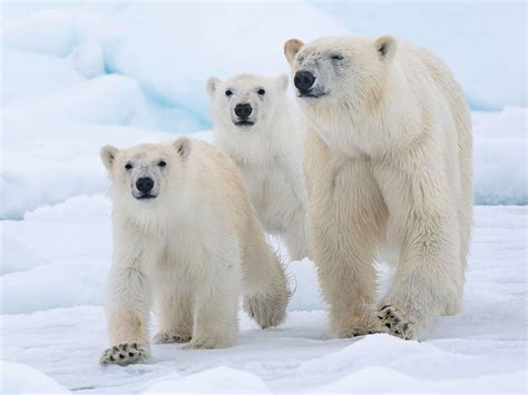 Eisb Ren Im Wwf Artenlexikon Zahlen Fakten