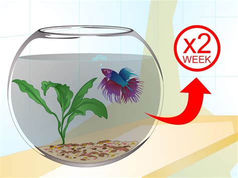 Как почистить круглый аквариум - wikiHow