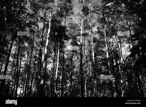 Dense Trees In Autumn Forest High Contrast Monochrome Stock Photo Alamy