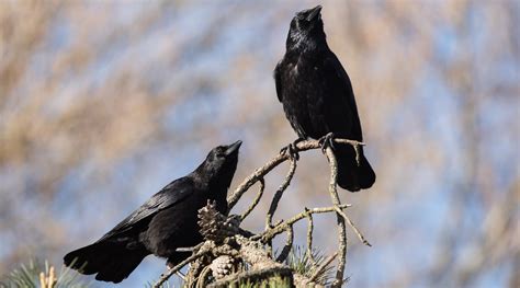 Crow Attack Season In Vancouver Why Birds Attack And What To Do When