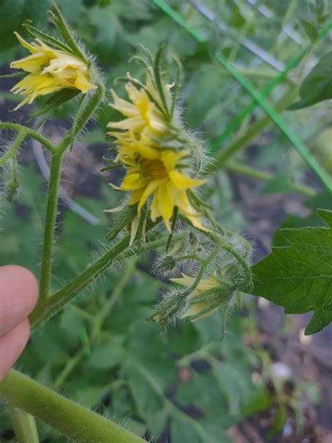 Fasciation on my tomato plant : r/vegetablegardening