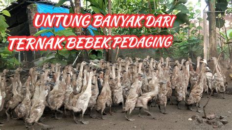 Cara Ternak Bebek Pedaging 40 Hari Panen Langsung YouTube