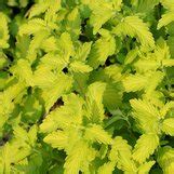 Caryopteris X Clandonensis Hint Of Gold Pp Caryopteris X