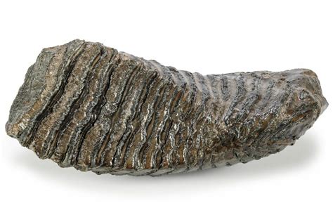 11.4" Fossil Woolly Mammoth Lower M3 Molar - Siberia (#238759) For Sale ...