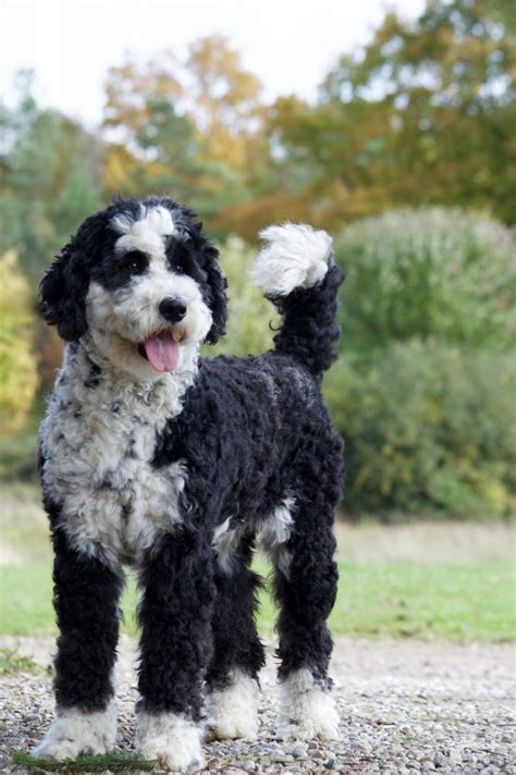 Moyen Sheepadoodles Adorable Black And White Puppy In A Natural Setting