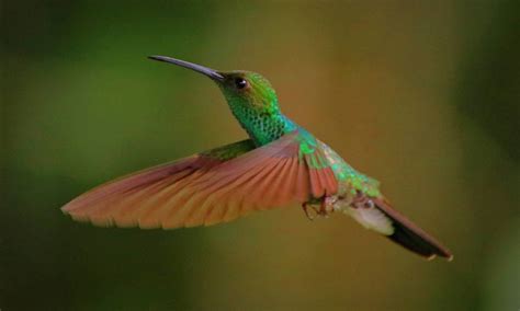 Tempo De Vida De Um Beija Flor - Como é o ciclo de vida de um beija-flor? – Zona Curiosa