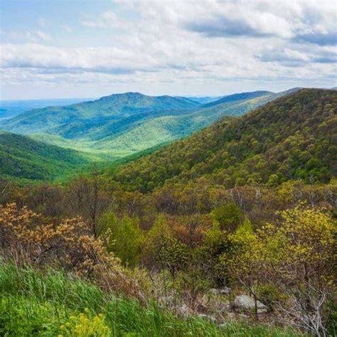 Green Landscape In Shenandoah National Park Skyline Drive Shenandoah