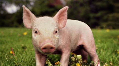 Watch Bacon Lovers Hold Piglets And Feel So Conflicted Huffpost