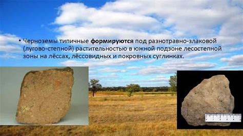 Чернозёмы типичные Чернозёмы обыкновенные Типичные