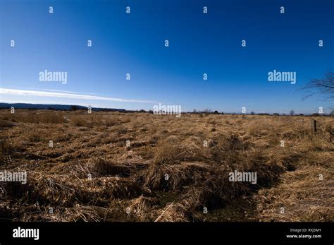 Fields Of Wild Grass Grow In What Was Salt Marsh Before The