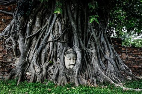 How To Visit The Ayutthaya Ruins, Temples, & Buddha Tree