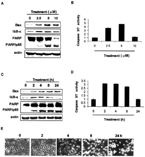 Dosage And Kinetic Effects Of WA On Apoptosis Induction In Human MPM