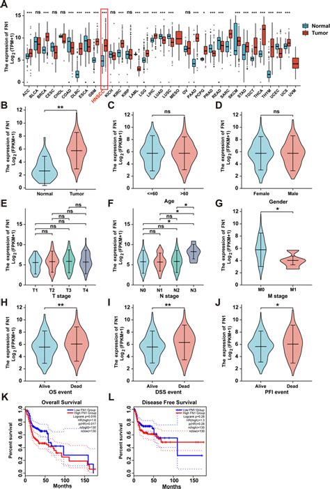 The Clinical Characteristics Of Fn1 In Cancers A Fn1 Mrna Expression