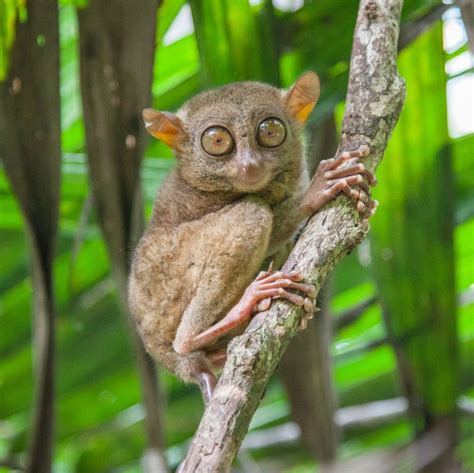 15 Super Tiny Animals That Further Prove Cute Things Come in Small