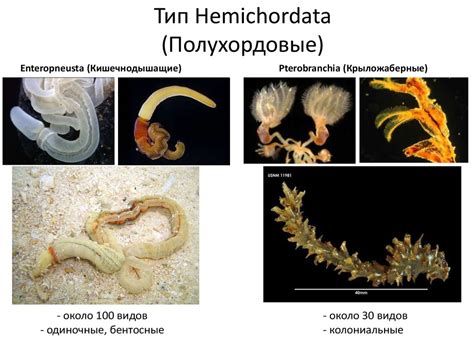 Полухордовые и хордовые - презентация онлайн
