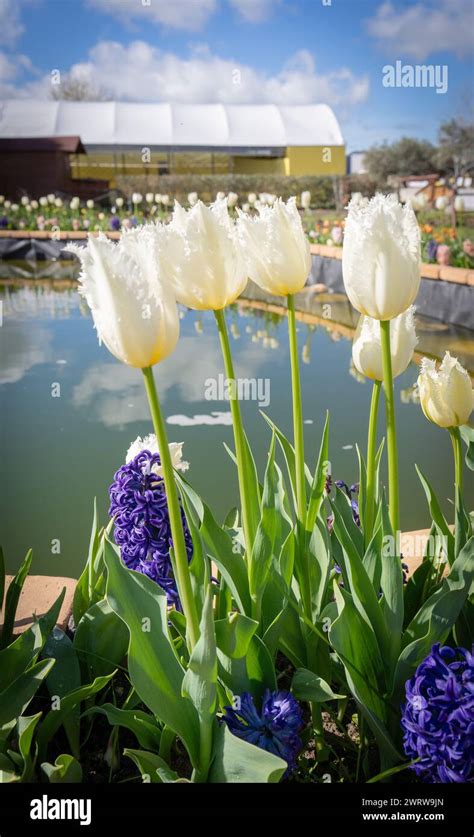Garden Of Colored Tulips In Turri In Southern Sardinia Stock Photo Alamy