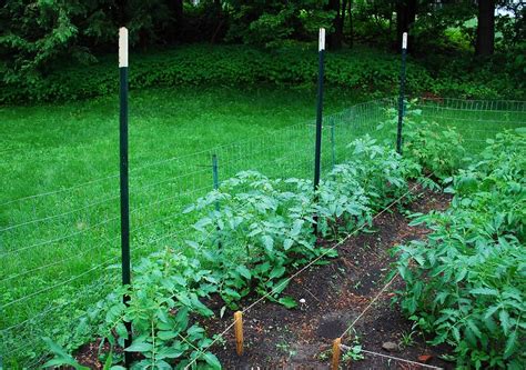 Trellised Tomatoes A Growing Tradition Blog Flickr