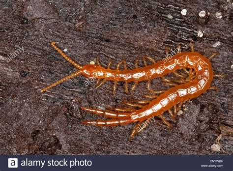 Геофилы в огороде (76 фото) - фото - картинки и рисунки: скачать бесплатно