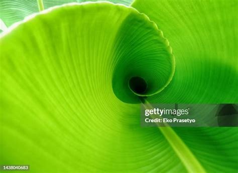 5907 Spiral Leaves Stock Photos High Res Pictures And Images Getty