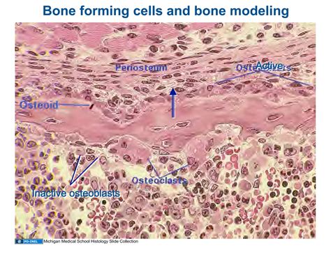 101308 Histology Bone Formation And Remodeling Ppt