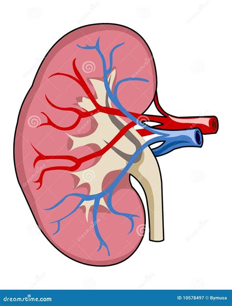 kidney cartoon
