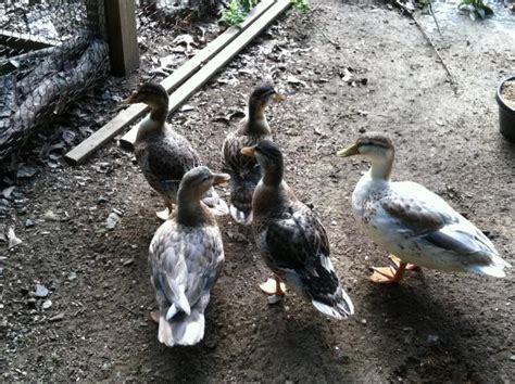 Aussie Spot Ducklings What Sex Are They BackYard Chickens Learn How To Raise Chickens