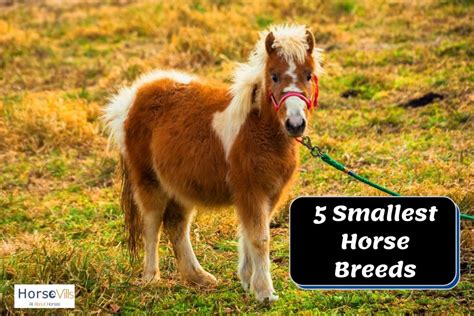 Top 5 World's Smallest Horse Breeds (Pictures & History)