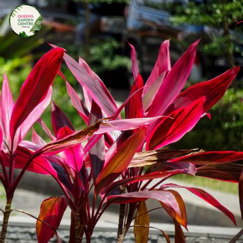 Buy Cordyline Fruticosa Rubra Online In Australia Queens Garden Centre