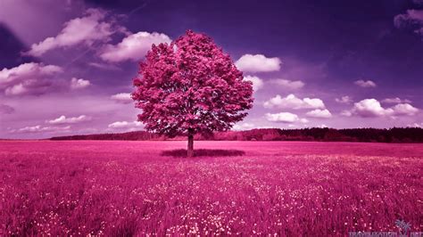 Pink Tree Wallpapers Top Free Pink Tree Backgrounds Wallpaperaccess