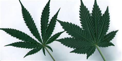 Sativa vs Indica;10 Key Differences