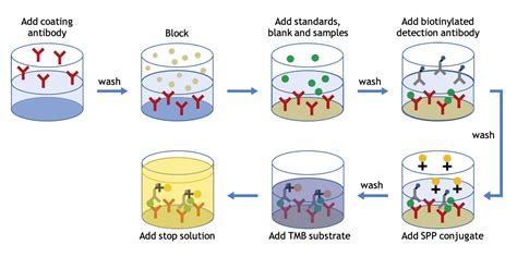 Elisa Test Principle And Procedure Pdf At Alice Brown Blog